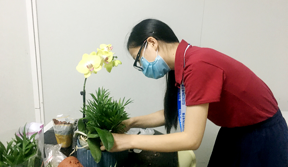 【深圳】员工学栽蝴蝶兰
