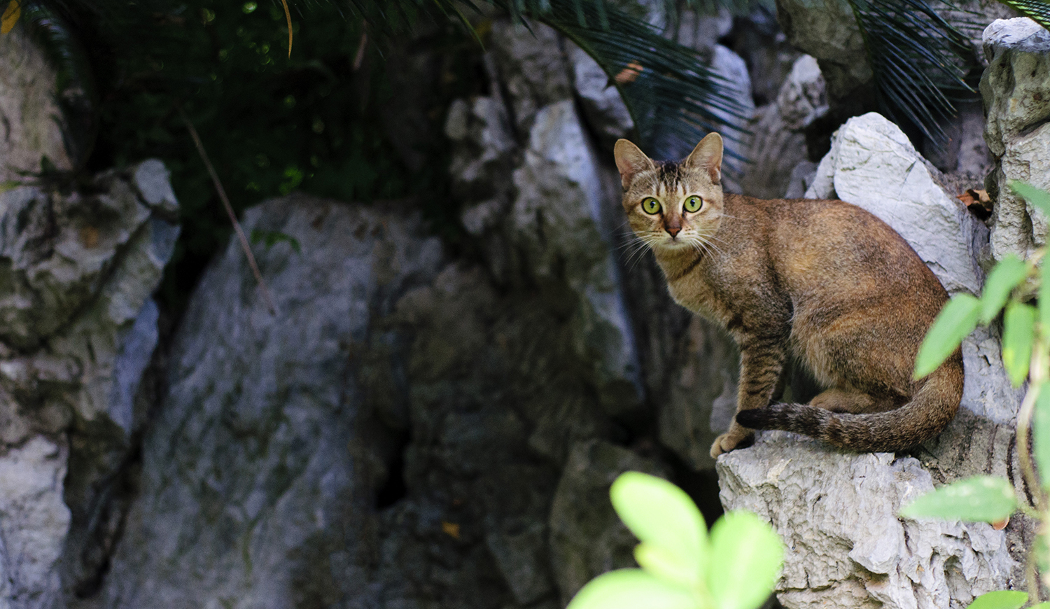 感谢猫