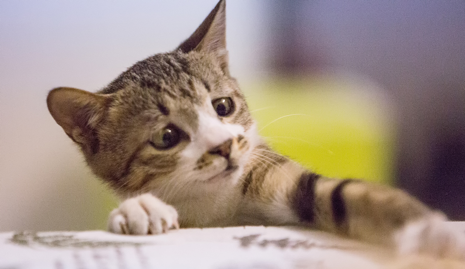 【似水流年】养猫记