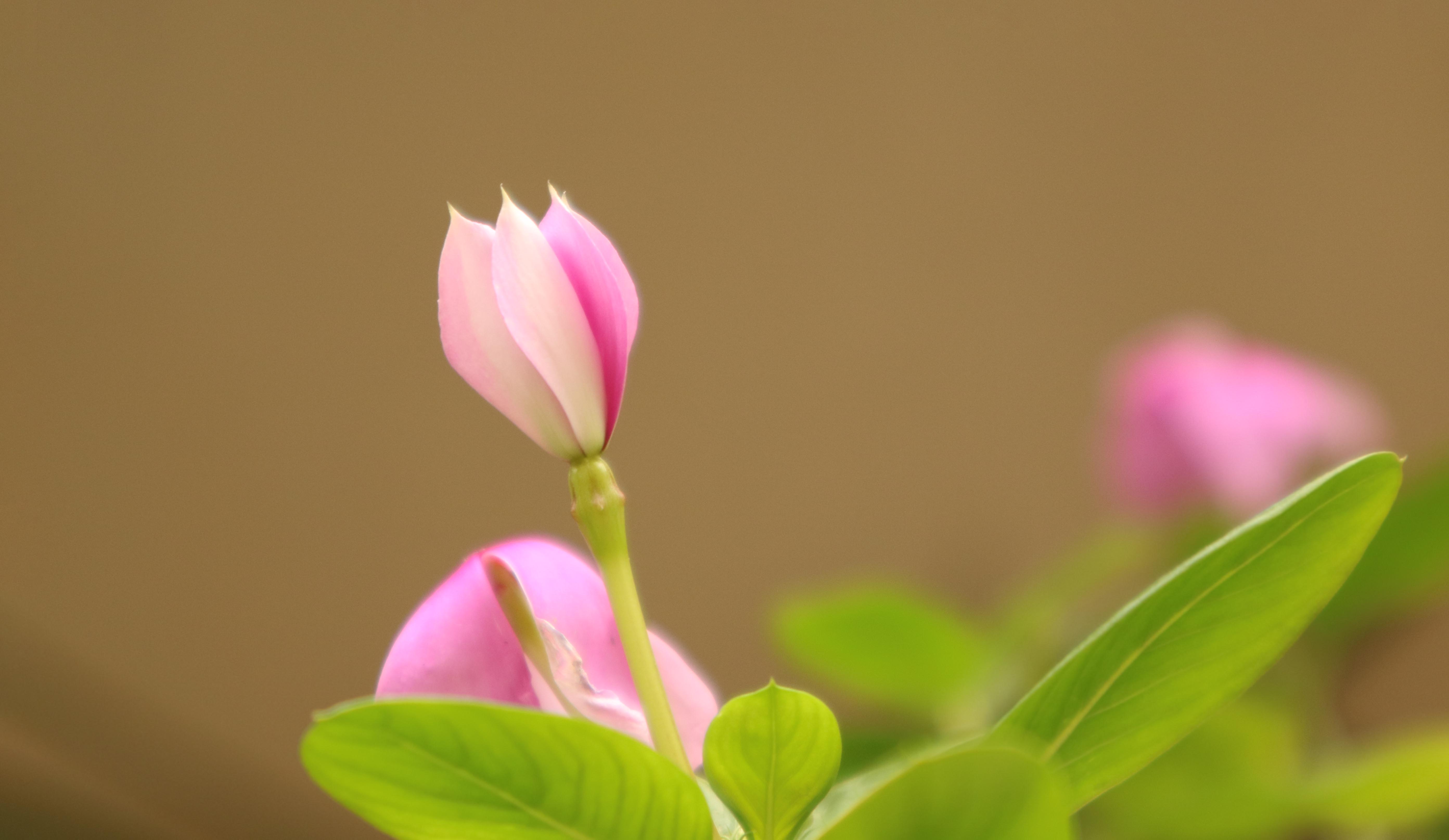 小确幸