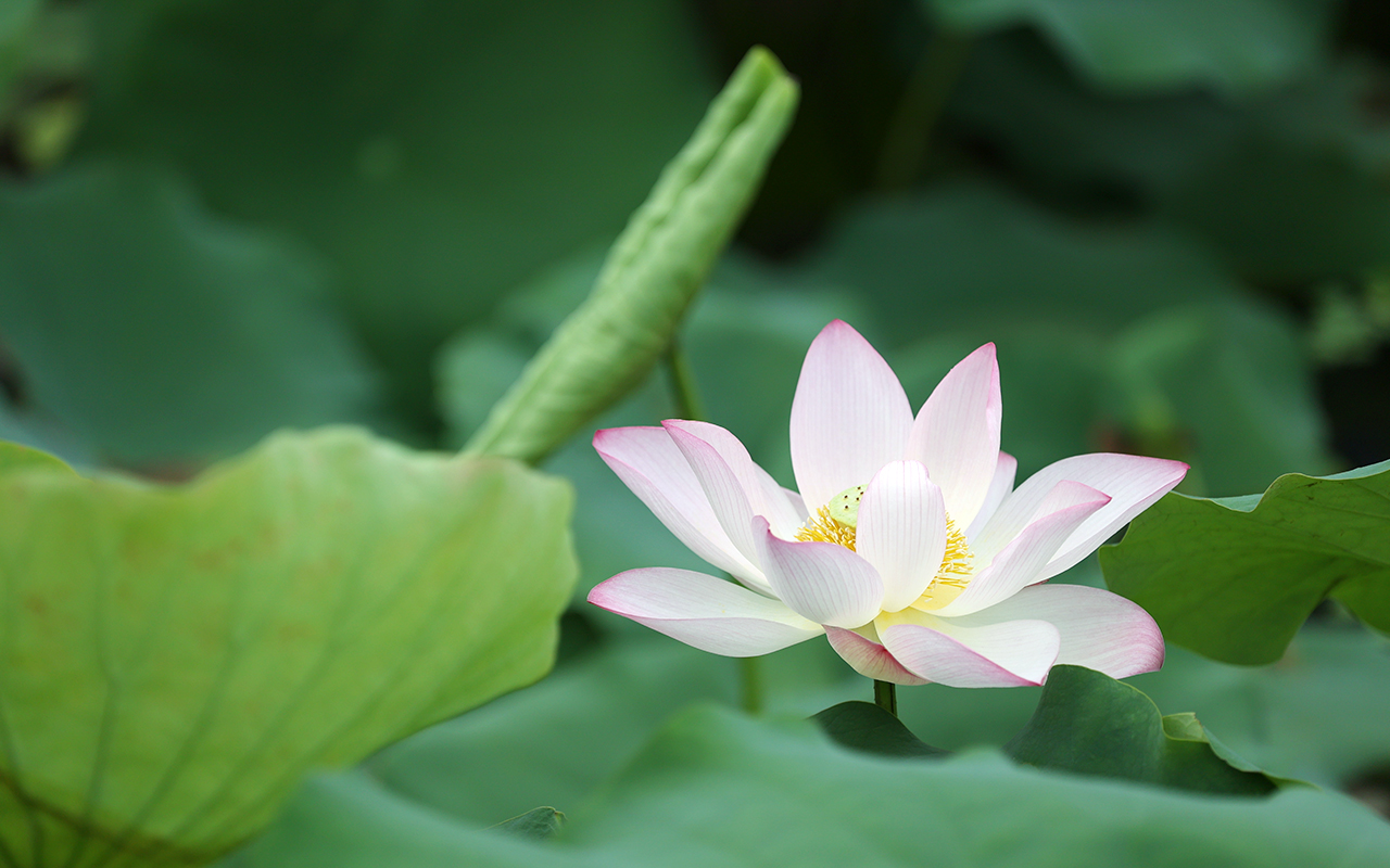 【故园行吟】洪湖赏荷（组诗）